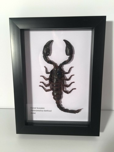 Forest scorpion heterometrus - forest, (heterometrus