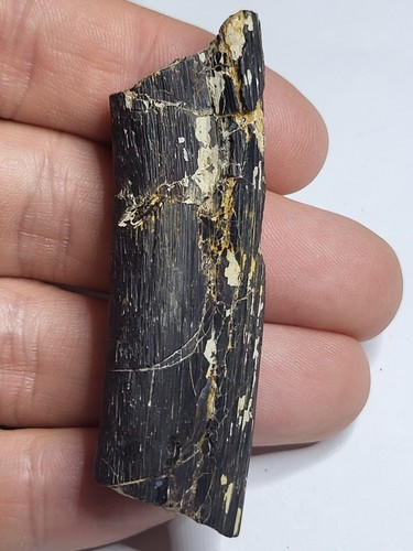 Rare tylosaurus rex rib - rex,