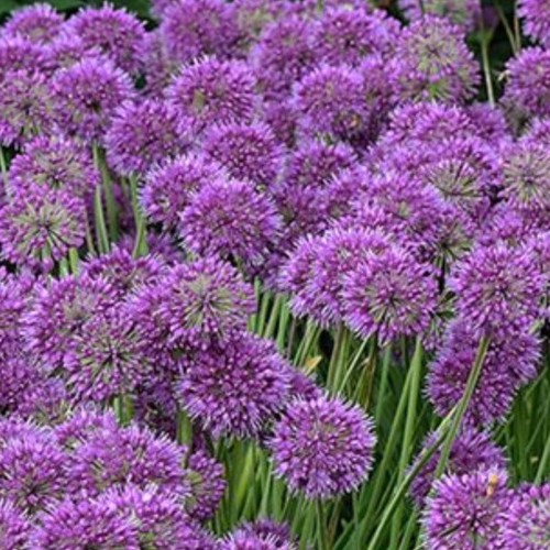 Allium lavender bubbles 2 - allium,