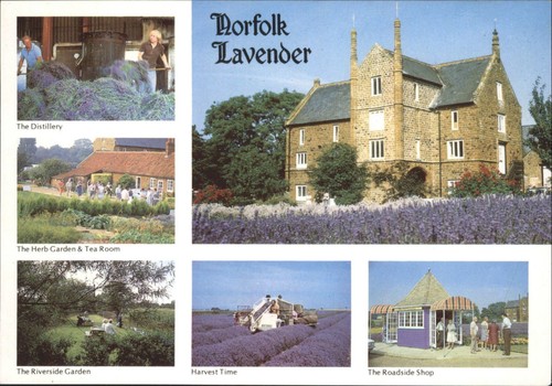 Norfolk lavender postcard - norfolk,