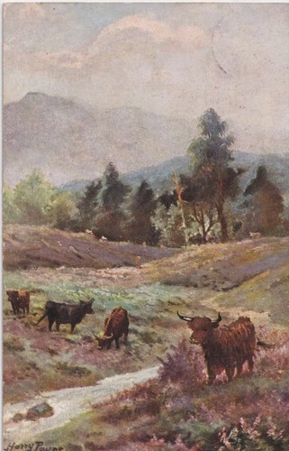 Postcard 1906 cattle in - postcard,