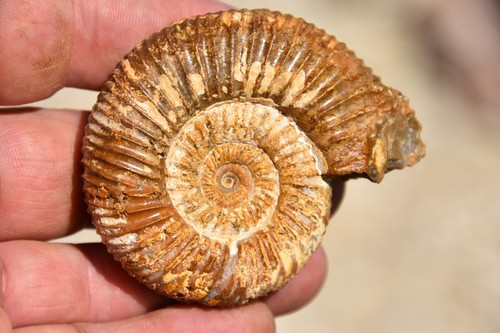 Ammonite perisphinctes - ammonite,