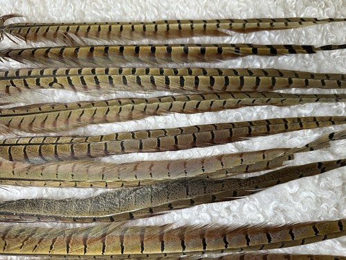 Natural ring necked - 10, ring-necked