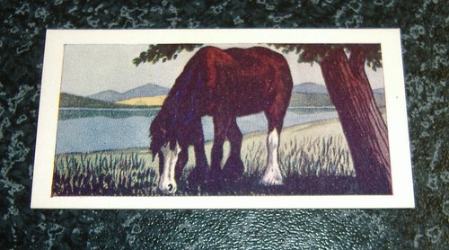 Abc cinemas horses - abc, no10