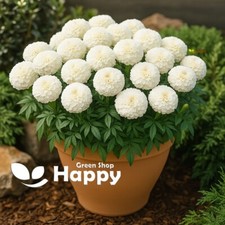 AFRICAN MARIGOLD DWARF