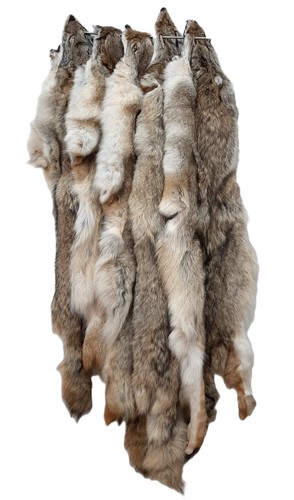 Western montana coyote - montana, pelt