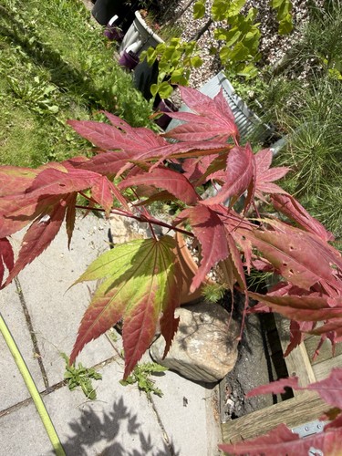 Acer palmatum shigitatsu sawa - palmatum,