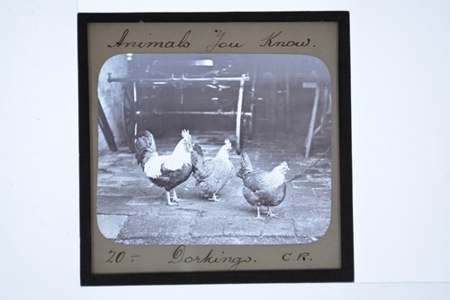 Dorking chickens poultry cart - dorking,
