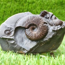 Eleganticeras ammonite fossil