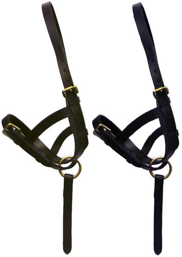 Equestrian leather foal - equestrian,