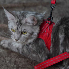 SGSPET Small Dog Small Cat Breathable Mesh Harness Soft Puppy Vest Chest Strap