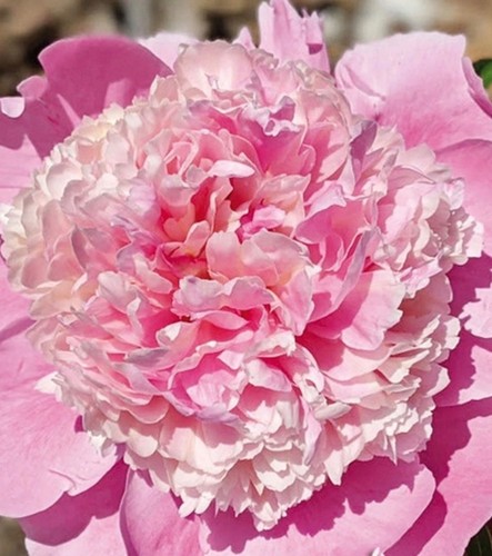 Peony paonia lactiflora - ,