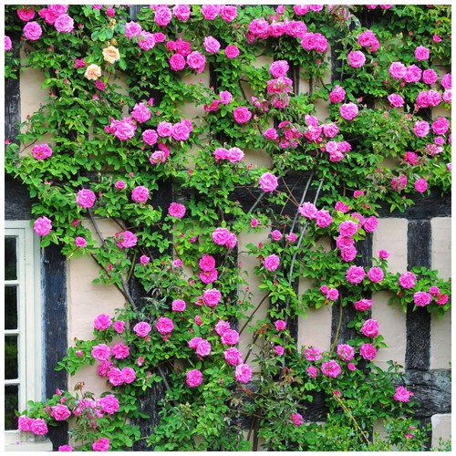 Rosa zephirine drouhin - 'zephirine, drouhin'