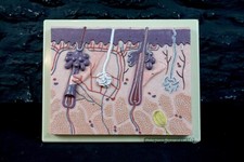Vintage Anatomical Model of