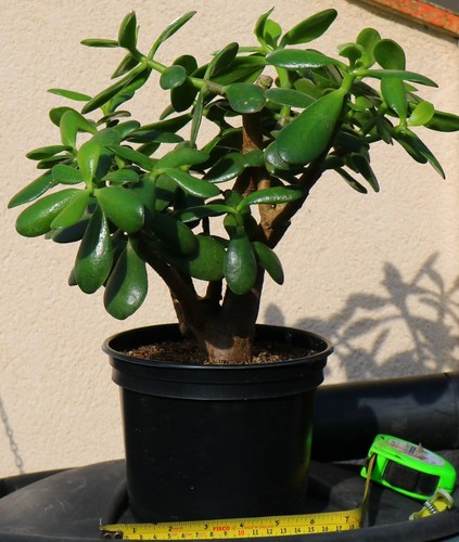 Money tree varieties incl - money,