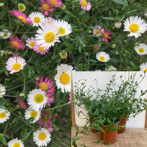 Erigeron karvinskianus - erigeron, x3