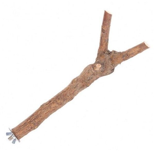 Happy pet wooden bird - bird, branch