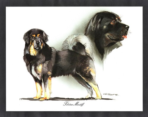 Tibetan mastiff dog stunning - tibetan,