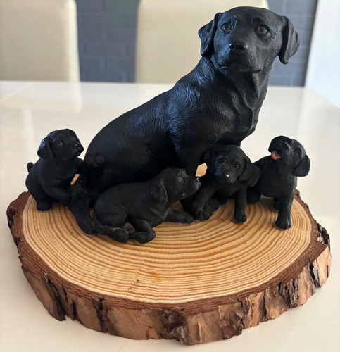 Black labrador retriever dog - labrador,