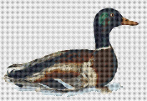 Mallard duck duckling - duckling, complete