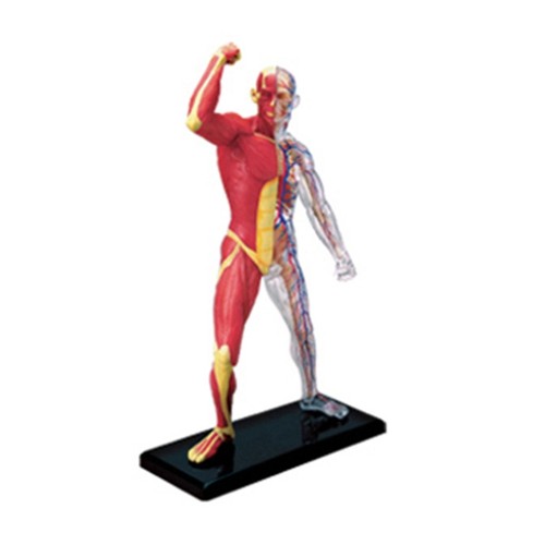 Human muscles anatomy model - human,