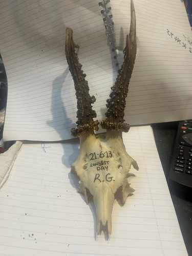 Roe deer antlers - roe,
