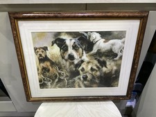 Print Picture Terriers Norfolk Jack Russell Framed 43 X 54cm 