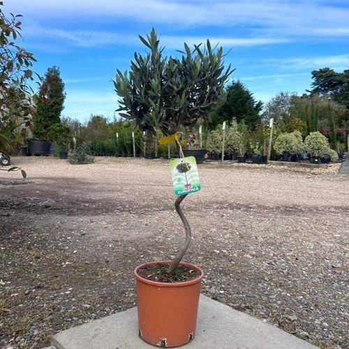 Twisted olive tree - tree,