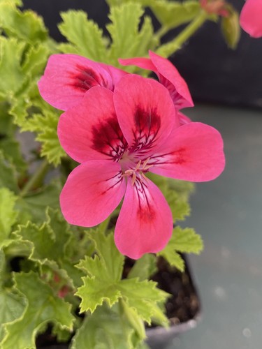 Sweet scented pelargonium - sweet,