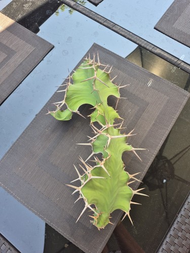 Euphorbia grandicornis fresh - grandicornis-,