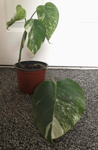 Monstera albo variegated - monstera,