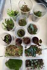 Various Terrarium Plants ? Reperom, Pellionia, Marcgravia  ?UPDATED 6 Oct25