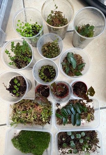Various terrarium plants - various, 🌱