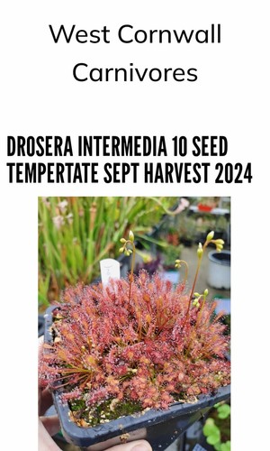 Drosera intermedia - intermedia, 10