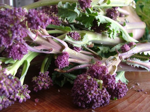 Broccoli early purple - broccoli,
