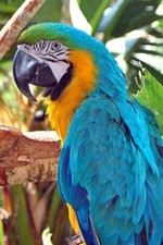 Macaw Parrot Yellow And Blue