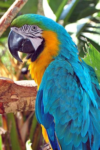 Macaw parrot yellow - macaw,