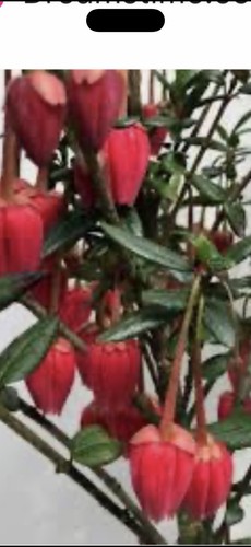 Crinodendron large plugs fav - 5,