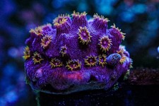 Bizarro Cyphastrea marine coral frag salt carbon not Mushroom Zoa jelly bean