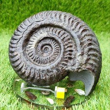 Huge Hildoceras ammonite fossil North Yorkshire fossils UK