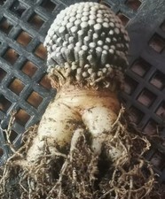 2.5-2.7cm Rare plant