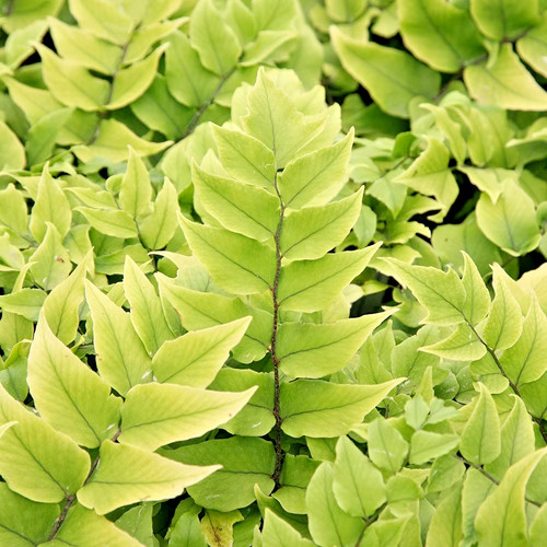 Cyrtomium fortunei holly fern - holly,