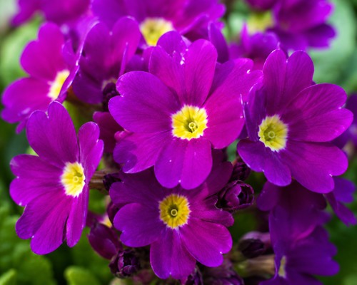 Primula spring and autumn - primula,
