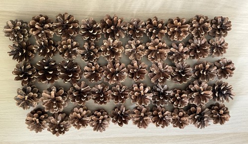 Clean fir cones - 50+,