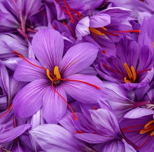 Crocus plant saffron sativus - plant,