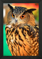 Owl Poster Framed Wall Art