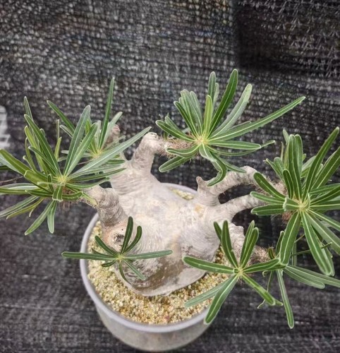 12cm pachypodium ssp - 12cm,