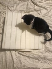 XL See-Saw Cat Small Dog Large Rabbit Training Toy Accessories Pet Animal 