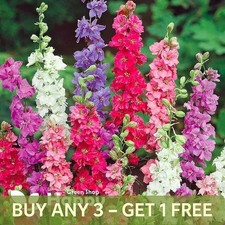 Rocket larkspur imperial mix - rocket,