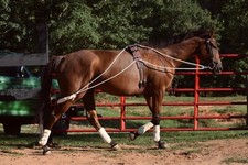 Leaders new horse - leaders,